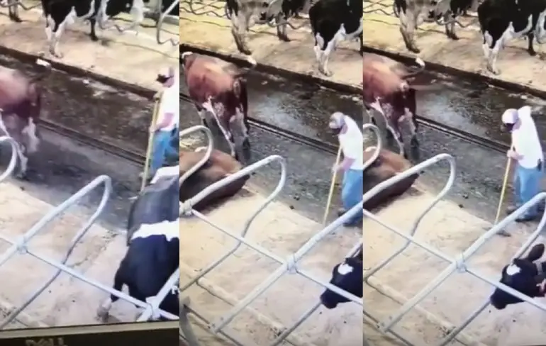 Boer krijgt er even eentje van een koe