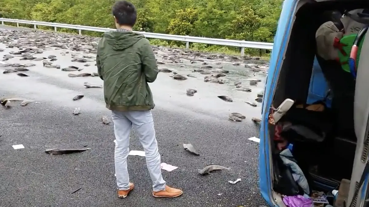 Verse vis over de snelweg in Lishui