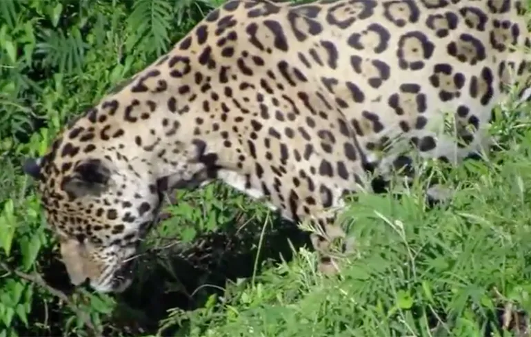 Jaguar heeft enorme trek in Kaaiman...