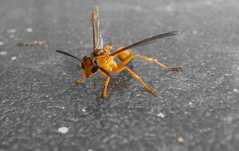 2020 heeft nog meer nare verrassingen: Wesp eet vogel