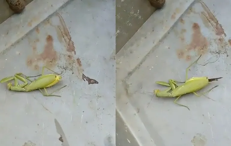 2020 kan dus nog veel enger: Japie Krekel heeft last van ongenode gasten