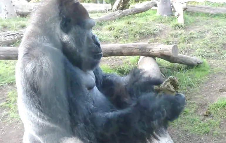 2 Gorilla's 1 Cup...
