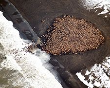 35.000 Walrussen op strandje in Alaska