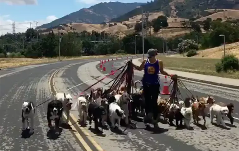 39 honden uitlaten, no big deal!