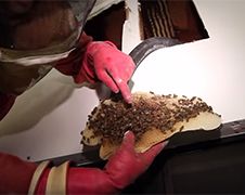 50.000 bijen verwijderen uit je muur doe je zo!