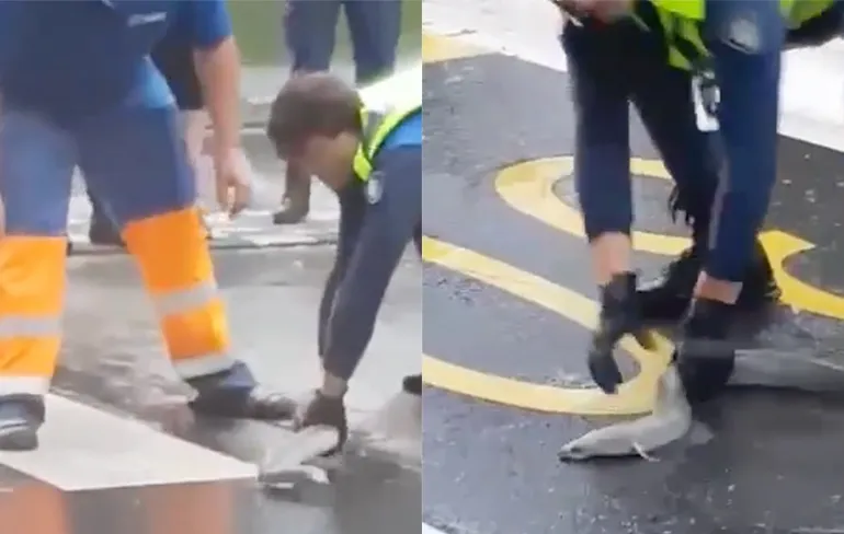 Aal zwemt over straat in Kerkrade