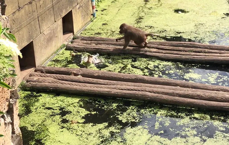 Aap in Dierenpark Amersfoort heeft trek in kleine eendjes