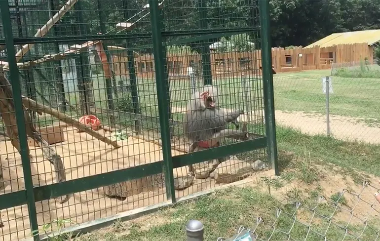 Aap is meisje zat en geeft haar een gezicht met poep cadeau