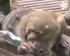 Aapje in India redt geëlektrocuteerde ander aapje