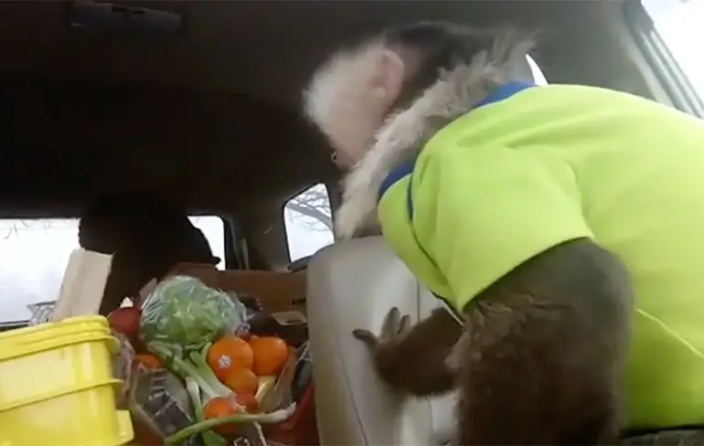Aapje vindt kalfje in de auto niet zo leuk