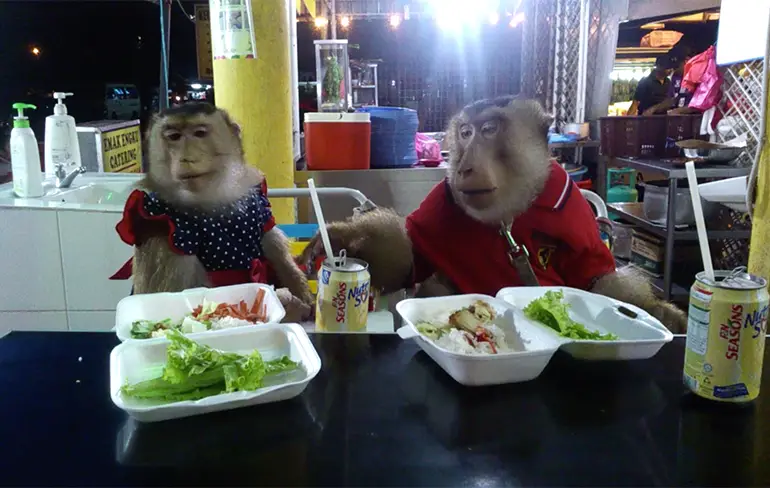 Aapjes JK en Shaki eten buiten de deur