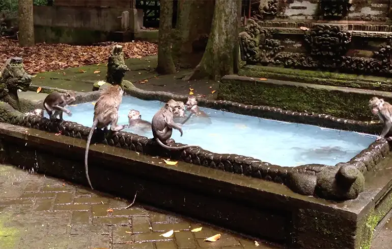 Aapjes nemen een verfrissende duik in het Sangeh Monkey Forest op Bali