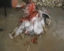 Afghaanse zelfmoord vogel des doods