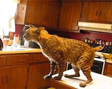 Agossie, een Rode Lynx als huisdier
