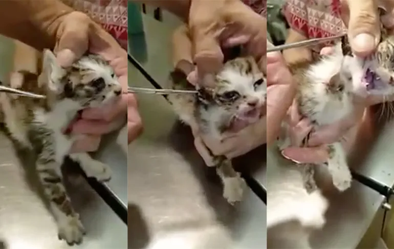 Agossie, lief poesje heeft last van larven van horzel