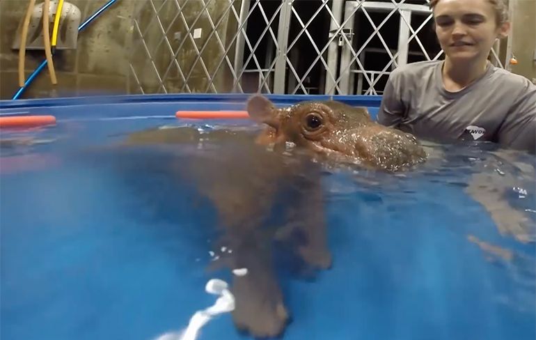 Ah-what-cute: Baby nijlpaard in zwembad