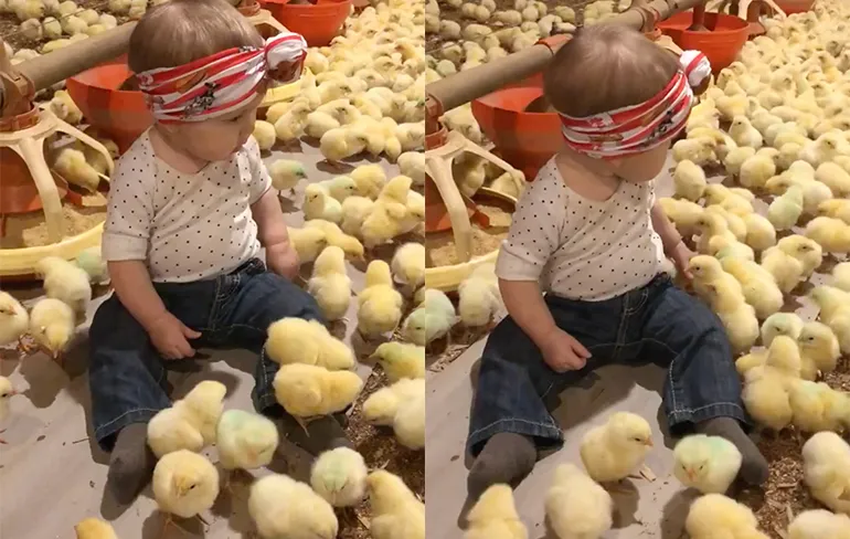 Ah-what-cute: Meisje speelt bij enorm veel kuikentjes
