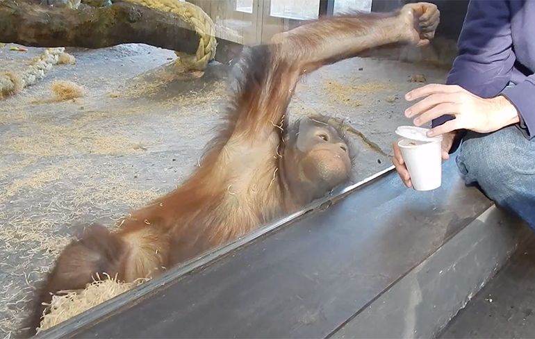 Ah-What-Cute: Orang-oetan ziet ongelofelijke goocheltruc