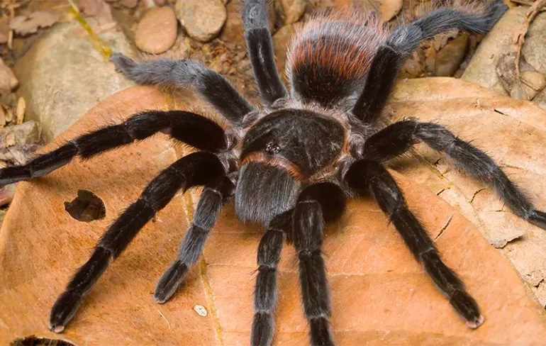 Alle enge vooroordelen over spinnen uit de wereld geholpen...