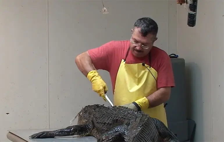 Alligator klaarmaken voor consumptie doe je zo!