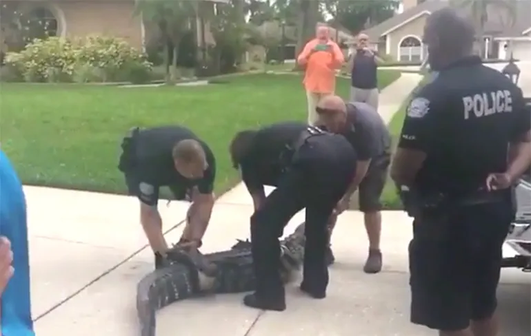 Alligator slaat agent bewusteloos in Florida