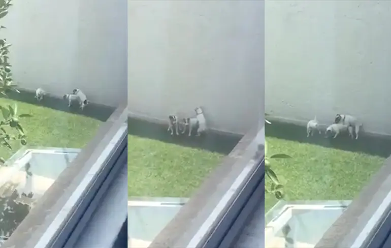 Als je denkt alles gezien te hebben geven hondjes nieuwe inzichten