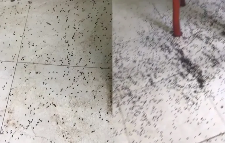 Als je geen liefhebber bent van mieren, pak dan de vlammenwerper