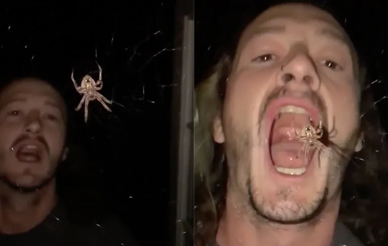 Als je geen zin hebt om een spin met je handen beet te pakken