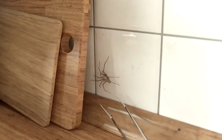 Als moederspin in de buurt is ben je nog niet jarig