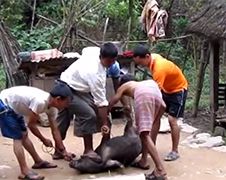 Amateur slager in Nepal heeft zeer scherp mes!