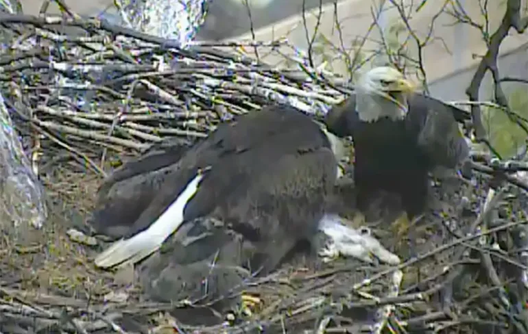 Amerikaanse zeearenden eten kat op live webcam beelden