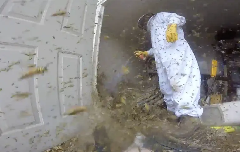 Angstaanjagende GoPro beelden van verwijderen van Wespennest