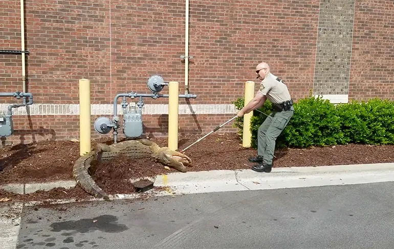 Animal Control in North Carolina ingeschakeld om Alligator te vangen