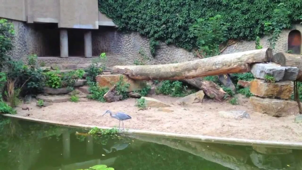 Reigers en Artis geen goede combinatie