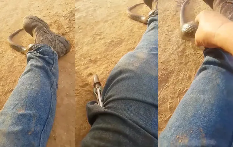 Aussie gooit er mooie woorden uit met Australische tijgerslang in broek