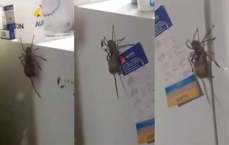 Australische Huntsman Spider versleept een muis over een koelkast