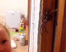 Australische kleuter niet bang voor Huntsman Spider