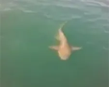 Australische man springt voor uitdaging op tijgerhaai