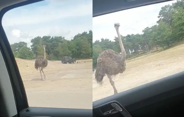 Autosafari in Beekse Bergen is niet voor helden op sokken
