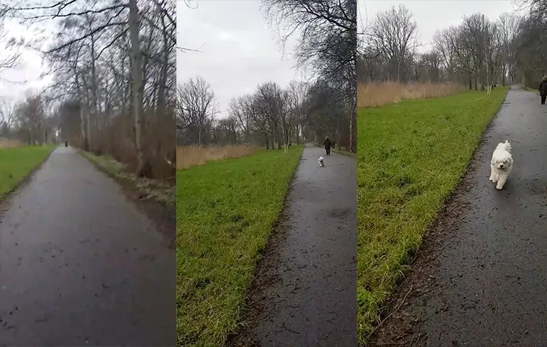 Baasje heeft nog steeds niet geleerd dat hondje aan de lijn moet