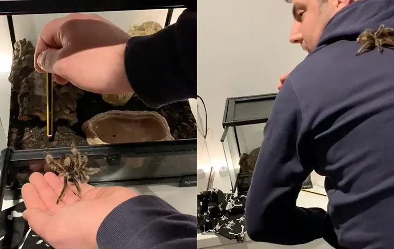 Baasjes nieuw huisdier toch een beetje bang voor vogelspin