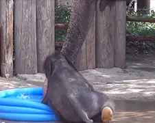 Baby olifant Belle speelt in zwembadje