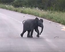 Baby olifantje probeert vogeltjes te verjagen!