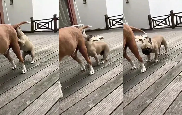 Baffende hond heeft snel spijt van zijn bezigheid