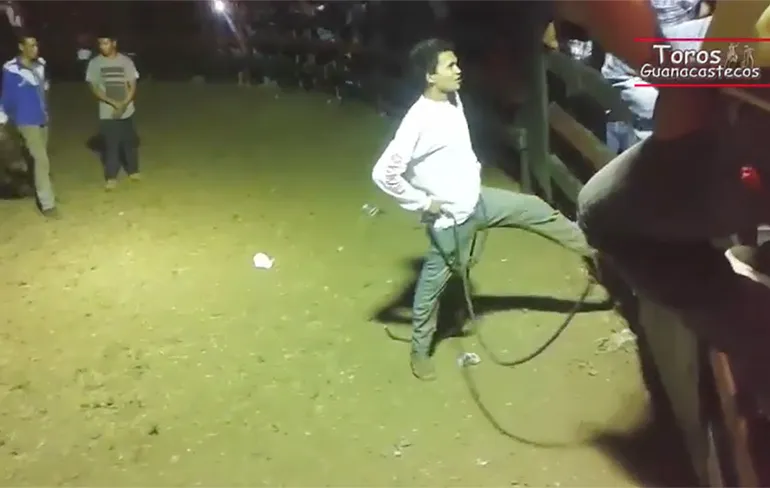 BAM! Stier in Costa Rica doet hek vast open!