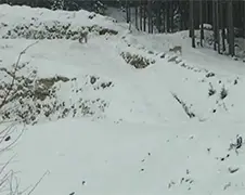 Bambi heeft een berg geluk...
