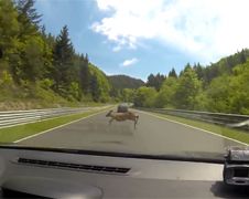 Bambi komt overdwars op Nordschleife circuit