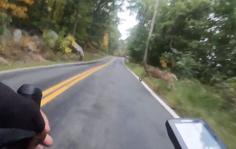 Bambi steekt over en dat is niet zo prettig voor fietser met haast
