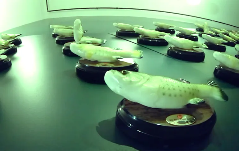 Bar in Chicago heeft meer dan 70 zingende zalmen aan de muur