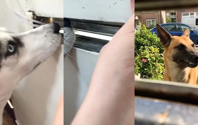Bazinnetje: Ben je weer loops?